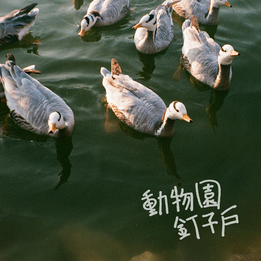 动物园钉子户网赚项目-副业赚钱-互联网创业-资源整合HIRES SHOP